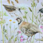 Partridge - Claire Guiot