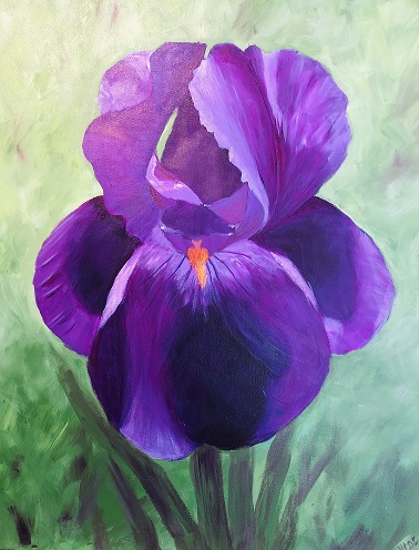 Purple Iris