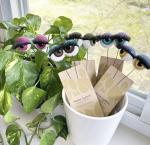 Sheep Farm Plant Eyeballs