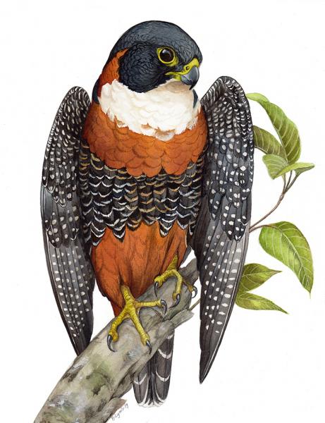 Orange-Breasted Falcon - Print