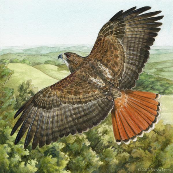 Red-Tailed Hawk in Flight - Print picture