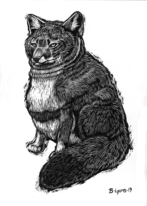 Husky Darwin's Fox - Original Ink on Clayboard Drawing
