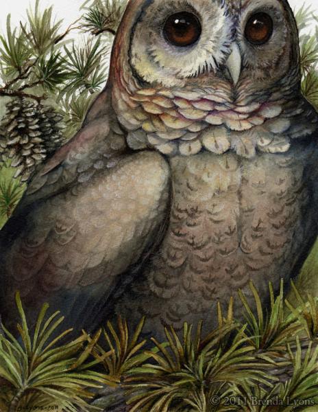 Coniferous - Owl Print