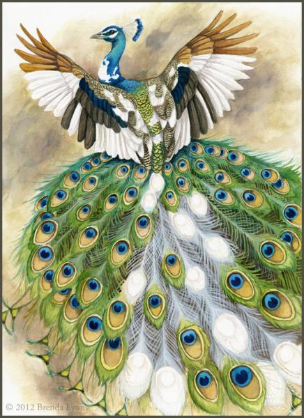 Piebald Peacock - Peacock Print
