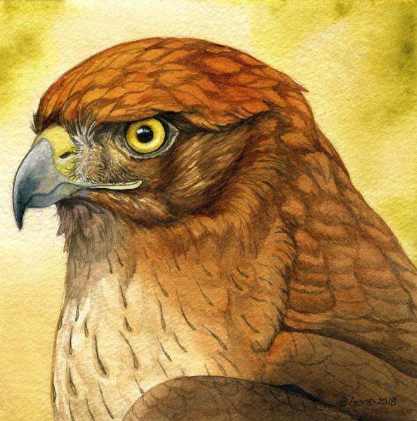 Sunbird - Fantasy Hawk Print