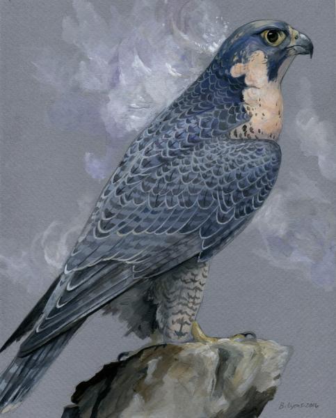 Athena Dreams - Peregrine Falcon Print