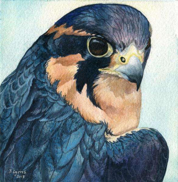 Aplomado - Falcon Print picture