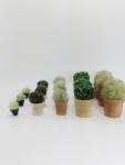 Cactus - Tiny