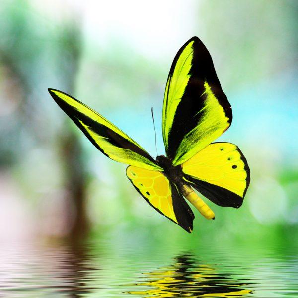 Zen Puzzle Teaser - Yellow Butterfly - 682055028071 picture