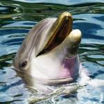 Zen Puzzle Teaser - Laughing Dolphin - 682055037400