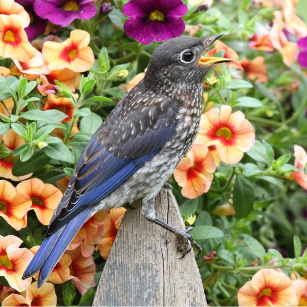 Zen Puzzle Teaser - Eastern Bluebird - 682055028842 picture