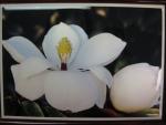 Music Box: Magnolia - Melody - 208-0012