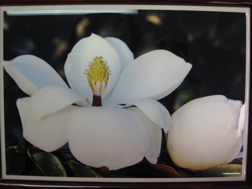 Music Box: Magnolia - Melody - 208-0012 picture