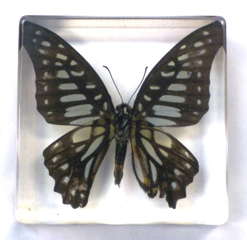 Insect Paperweight - Butterfly, DBT0224 - 817134017763