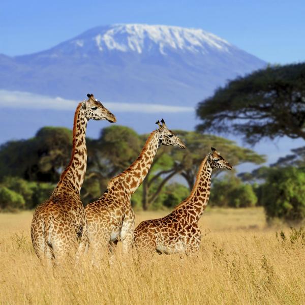 Zen Puzzle Teaser - Giraffe Safari - 682055030401