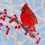 Zen Puzzle Teaser - Winter Cardinal - 682055039558