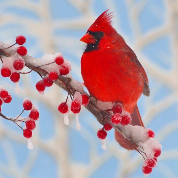 Zen Puzzle Teaser - Winter Cardinal - 682055039558 picture