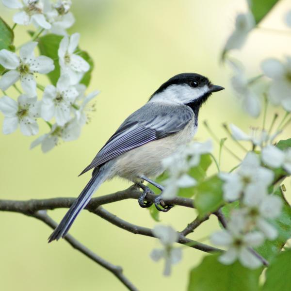 Zen Puzzle Teaser - Spring Chickadee - 682055029672 picture