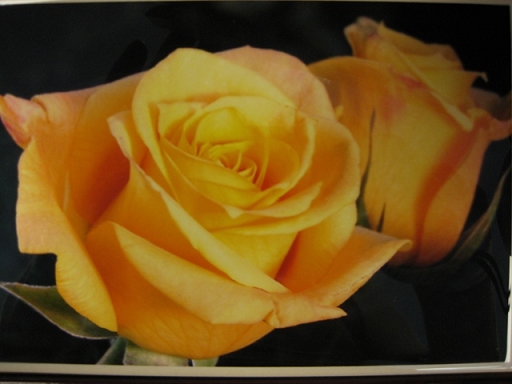 Music Box: Yellow Roses - Melody - 208-0071 picture