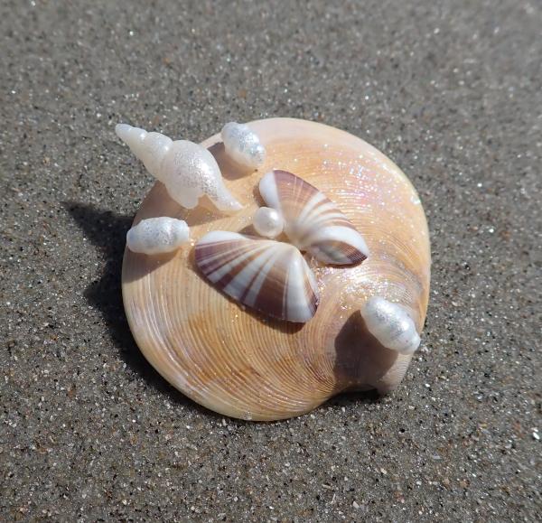 Butterfly Coquina Clam Shell and Pearl Mermaid Hair Clip picture