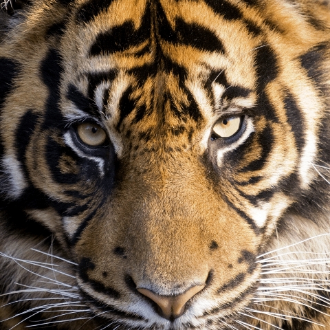 Zen Puzzle Teaser - Amur Tiger - 682055027180 picture