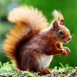 Zen Puzzle Teaser - Squirrel Nut - 682055037431