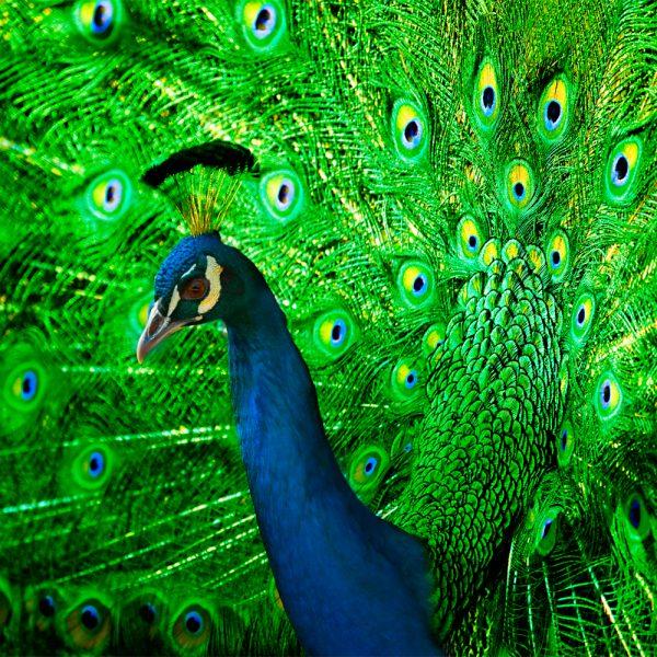 Zen Puzzle Small - Peacock - 682055029115 picture