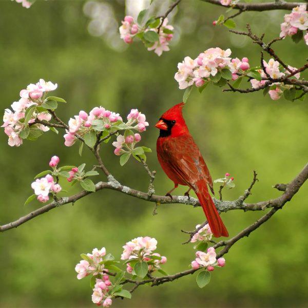 Zen Puzzle Teaser - Summer Cardinal - 682055039077 picture