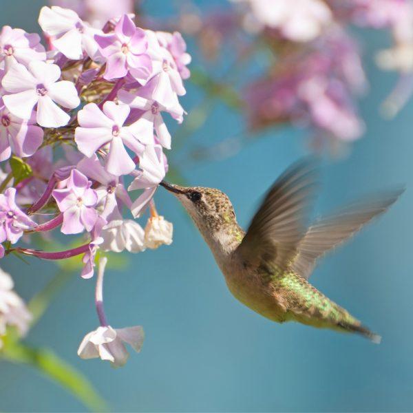 Zen Puzzle Small - Ruby-throated Hummingbird - 682055039145