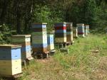 Ivy Brook Apiary