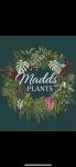 Madds Plants