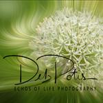 Deb Potis Photography
