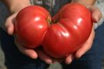 Ripe Tomato Revolution