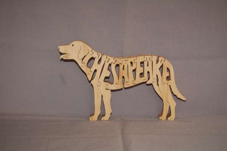 Chesapeake Bay Retriever picture