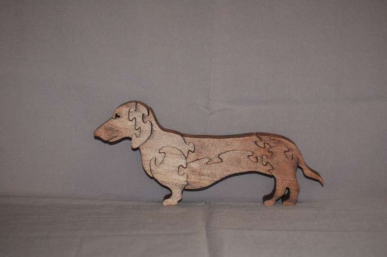 Dachshund picture