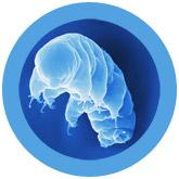 Waterbear (Tardigrade) picture