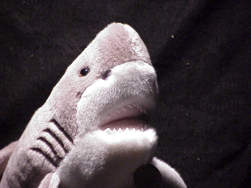 Great White Shark (Approximately 14") picture