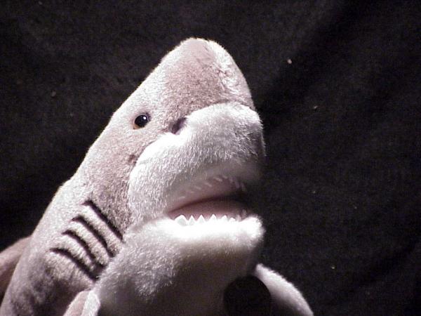 Great White Shark (Approximately 14") picture