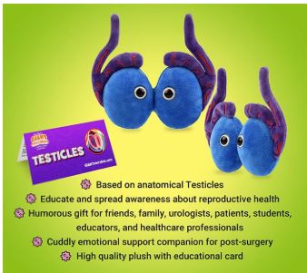 Testicles picture