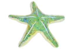 Glitter Starfish Green (12")