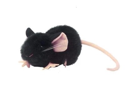 Black Lab Mouse picture
