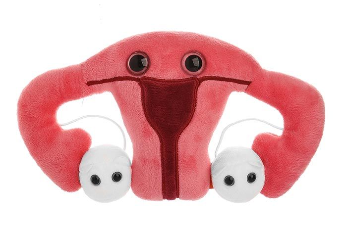 Uterus picture