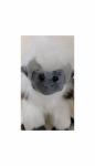 Cotton Top Tamarin (12")