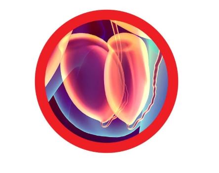 Testicles picture