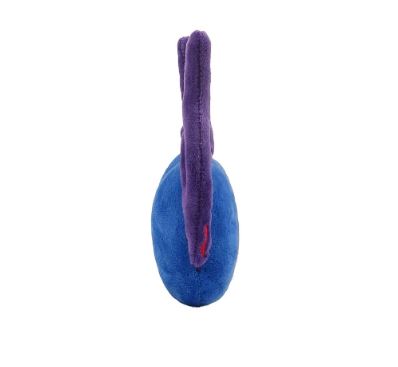 Testicles picture