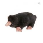 Mole (9" L)