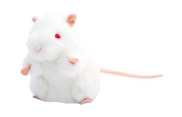 White Lab Mouse (BALB/C) picture