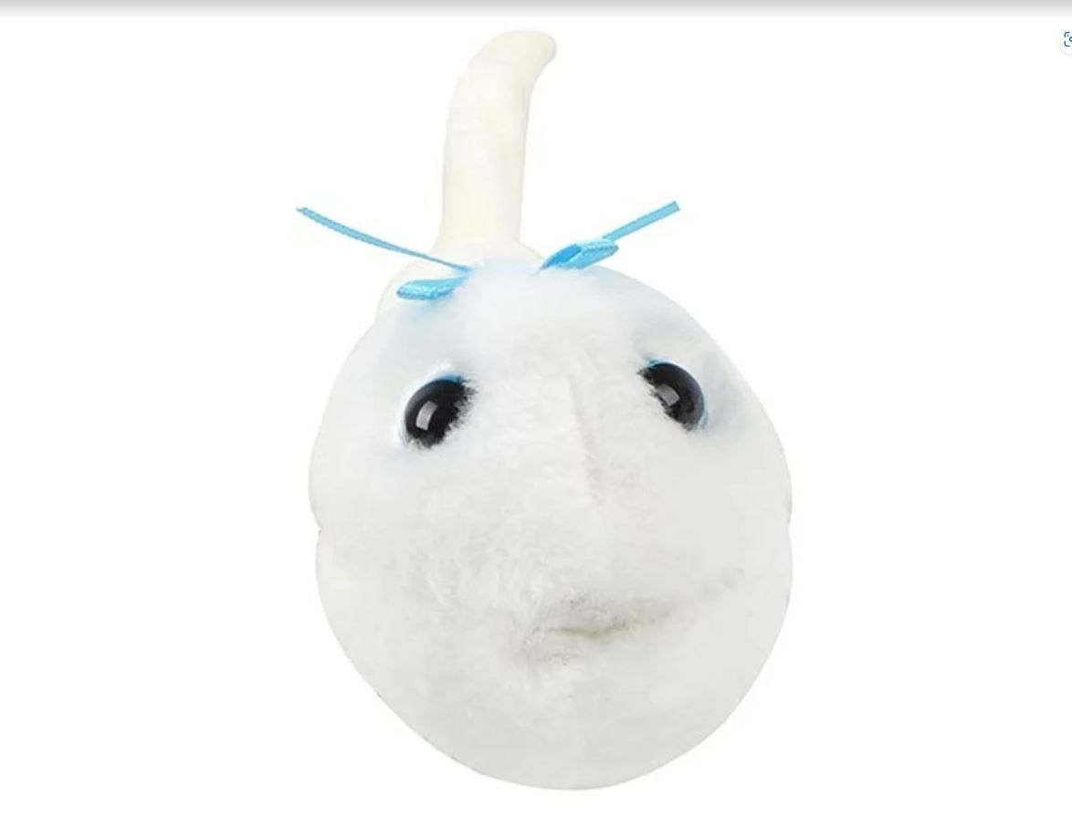 Sperm Cell (Spermatozoon) picture