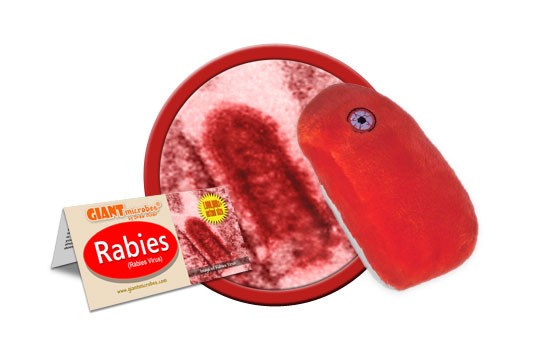 Rabies (Rabies Virus) picture