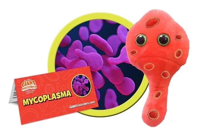 Mycoplasma (Mycoplasma Genitalium) picture